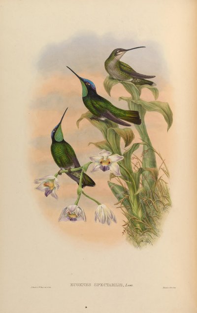 Eugenes spectabilis = Eugenes fulgens spectabilis by John Gould